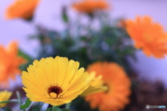 試写ミノルタ50㎜F1.4No,2(^o^;