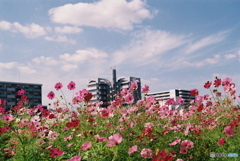 遠賀川のコスモス(^o^)