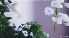 コラボレーション2