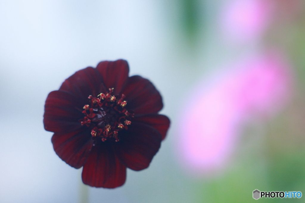私鉄沿線♫花屋の花も変わりました(^o^;y