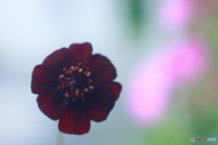 私鉄沿線♫花屋の花も変わりました(^o^;y