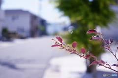 試写/①初夏の日差し(=^・^=)