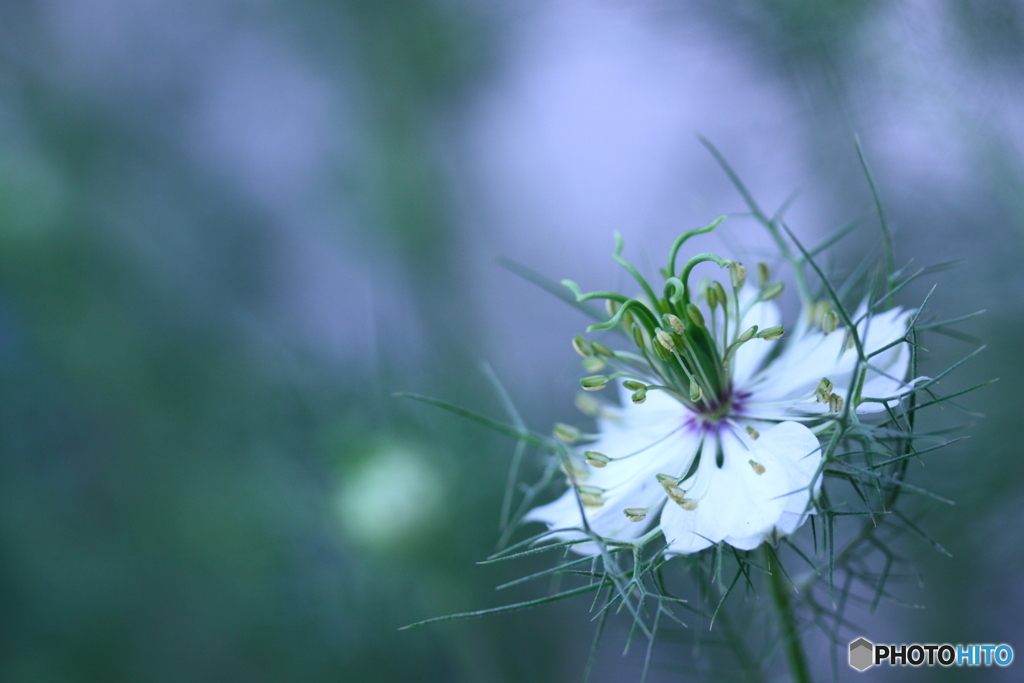 何故か白花オックスフォードブルー(^o^;