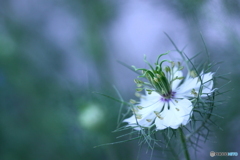 何故か白花オックスフォードブルー(^o^;