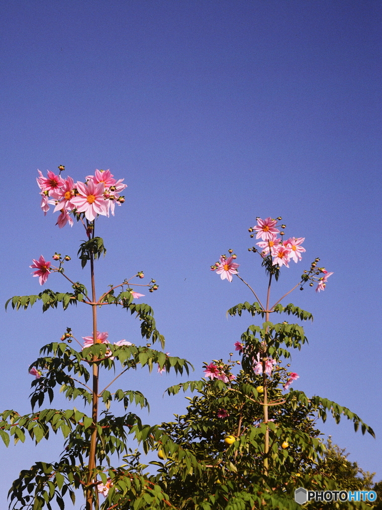 戦前カメラで令和撮る(=^・^=)film