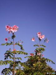 戦前カメラで令和撮る(=^・^=)film