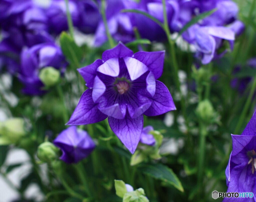 2番花続々開花(^o^)