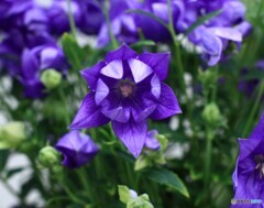 2番花続々開花(^o^)