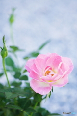 薔薇のかおりが苦しくて(=^・^=)