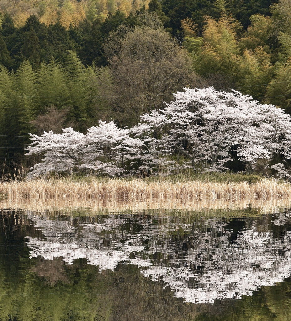 桜道