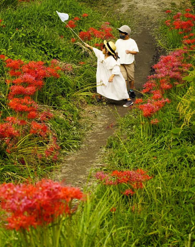 彼岸花散歩