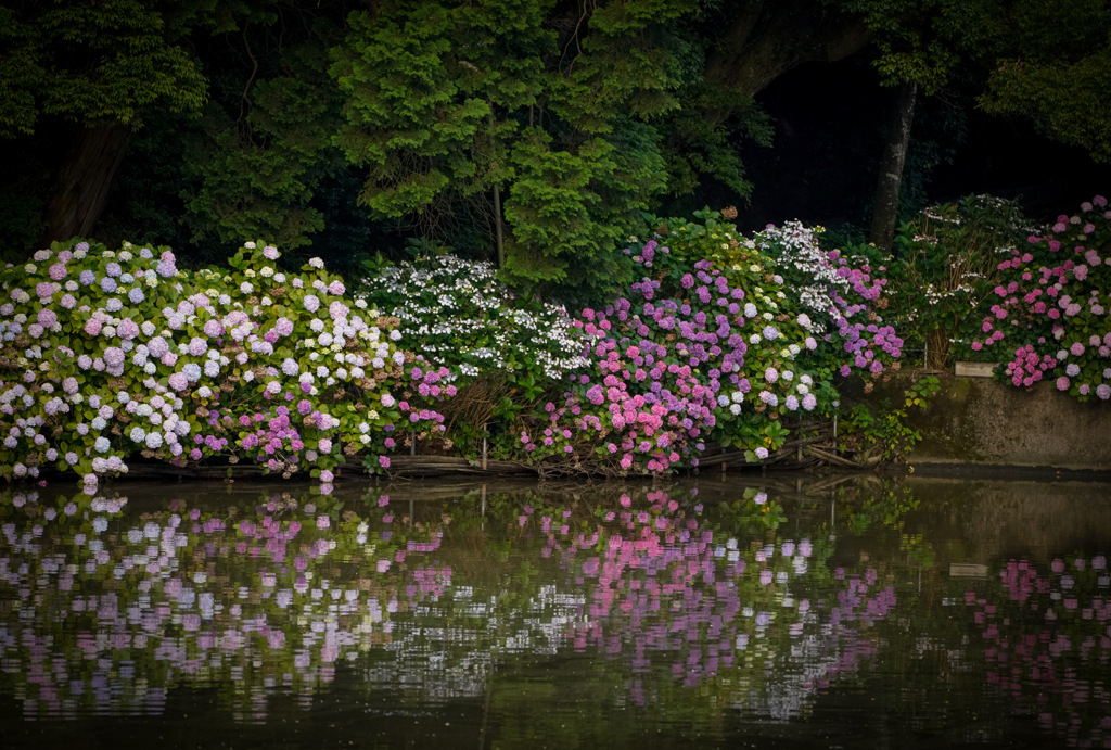 紫陽花リフレ