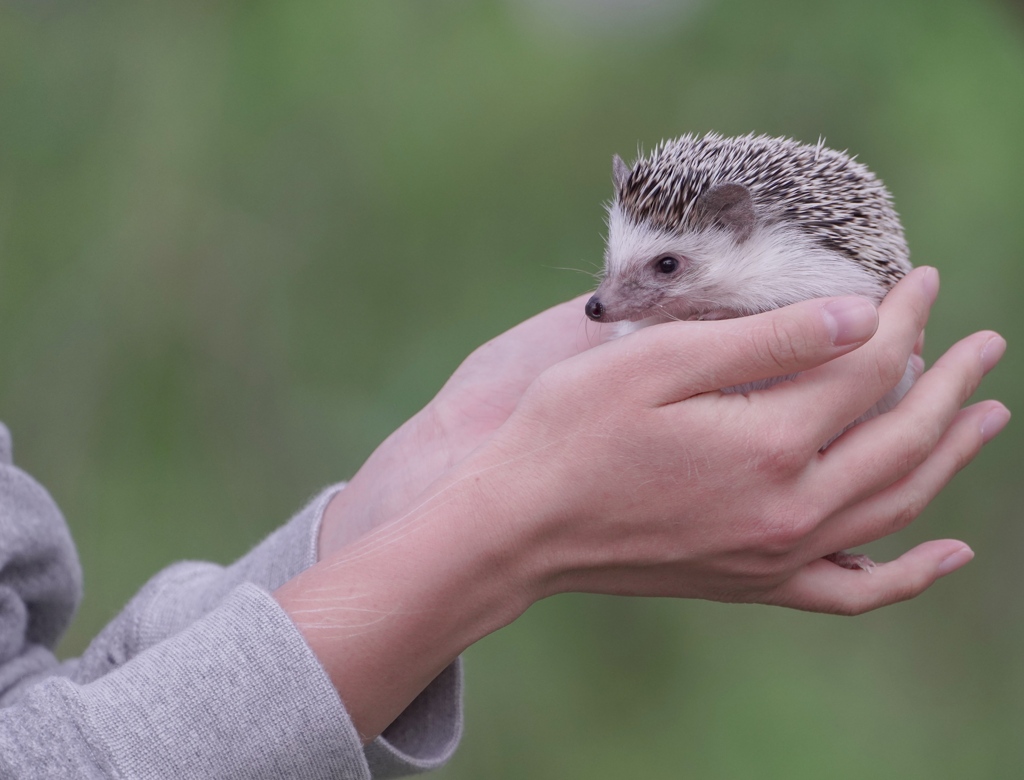 ハリネズミさん