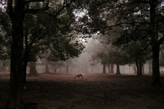 朝霧に鹿