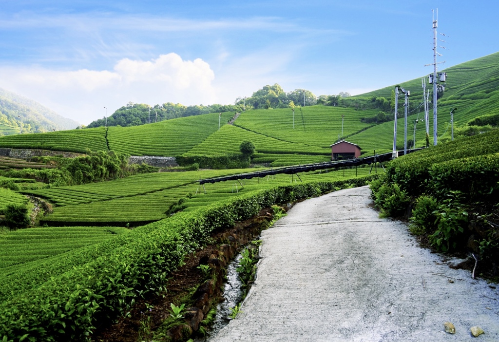 茶畑散歩