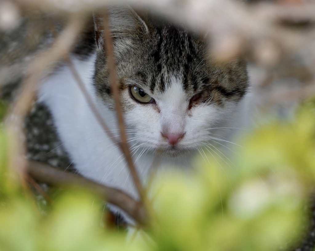 地域猫