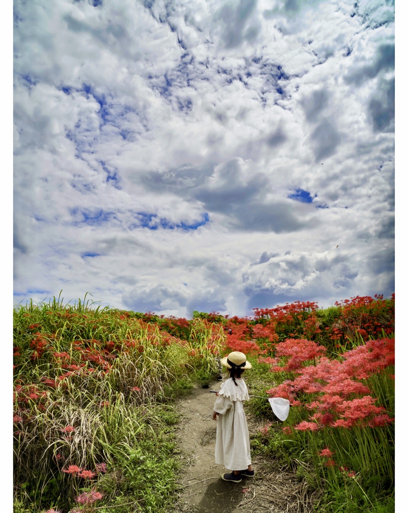 彼岸花咲く坂道