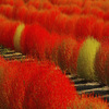 紅葉
