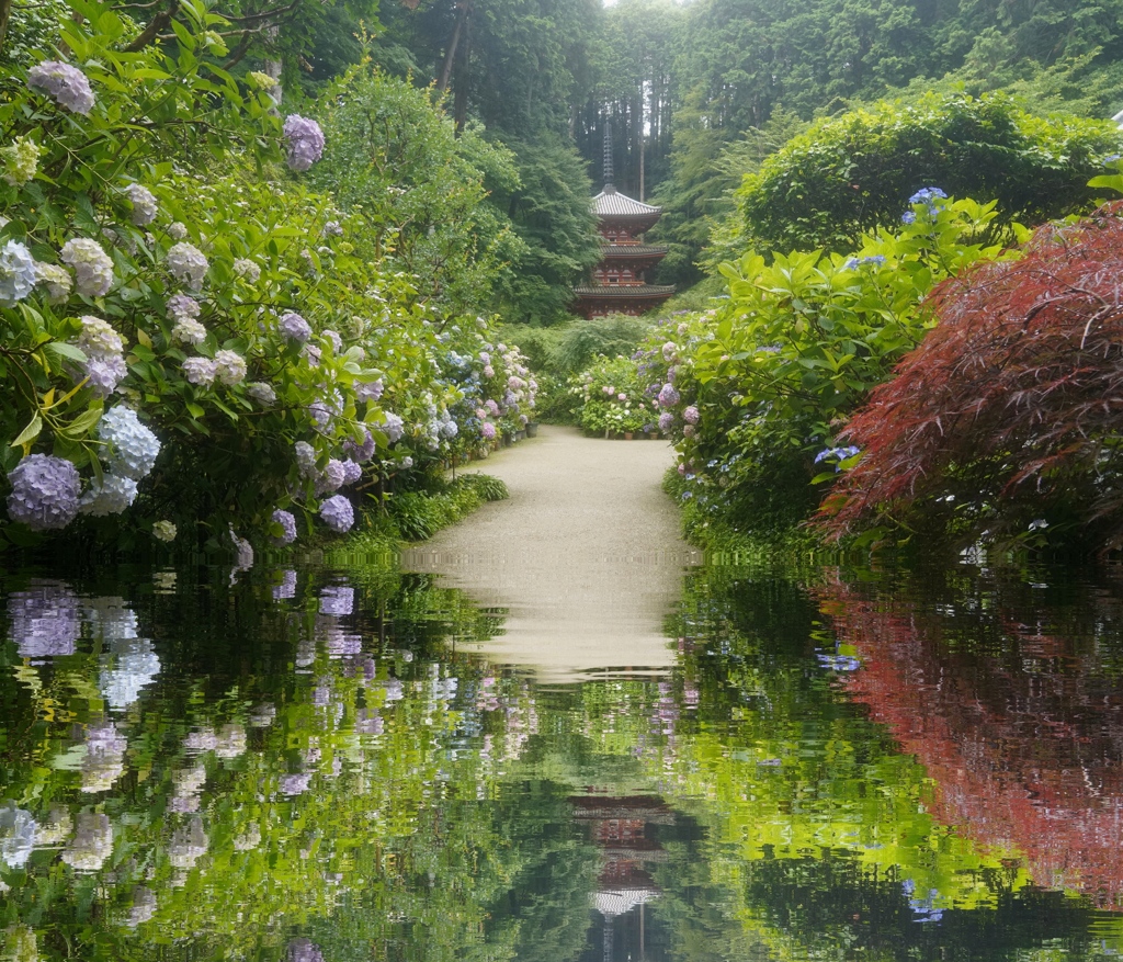 紫陽花寺