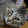 愛猫のトラさん1才