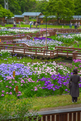 山田池公園の花菖蒲