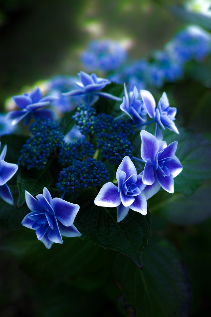 ロッジ舞洲あじさい