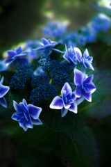 ロッジ舞洲あじさい