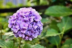 雨上がりの庭の紫陽花