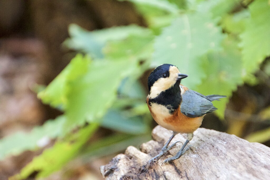 円山公園のヤマガラ