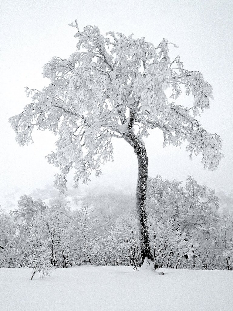 キロロ山頂の樹氷