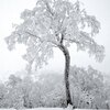 キロロ山頂の樹氷