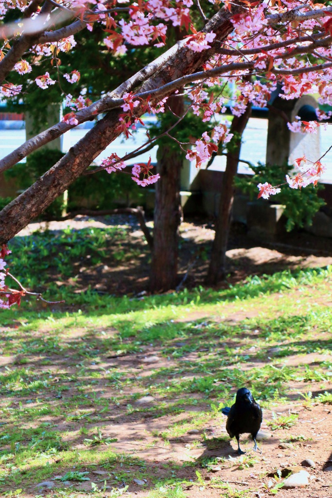 桜の下の暇そうなカラス