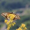 山頂の蝶