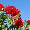 空に映える赤いダリア