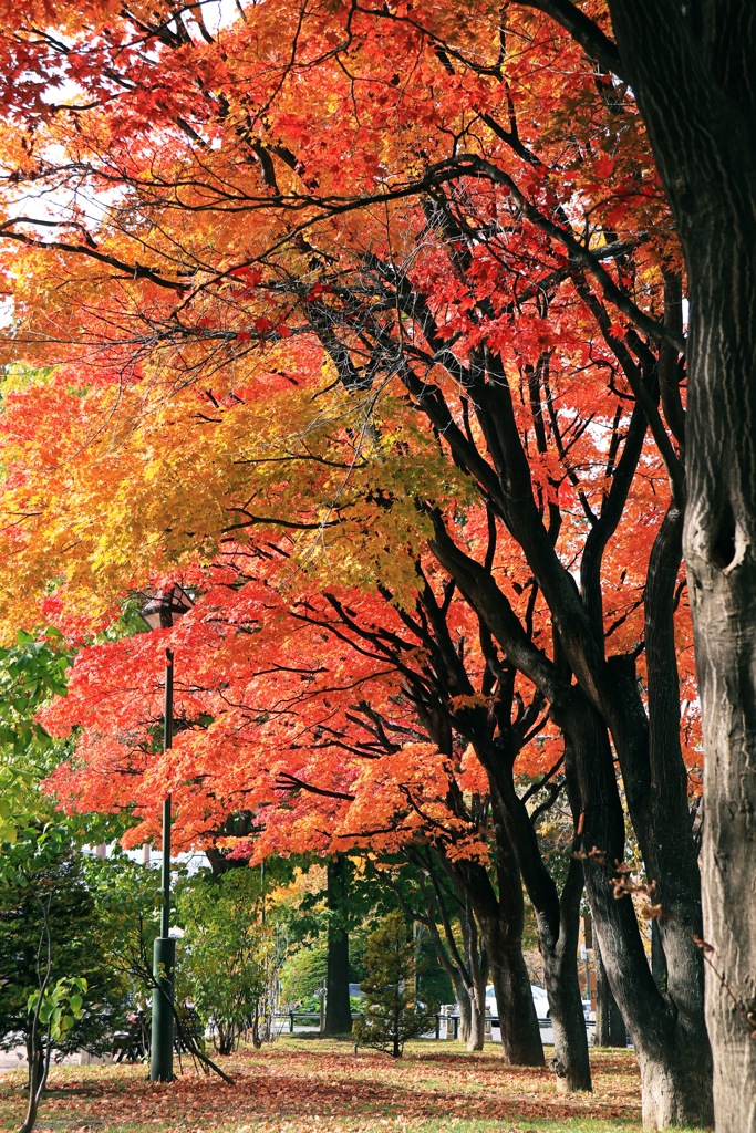 晩秋の大通公園