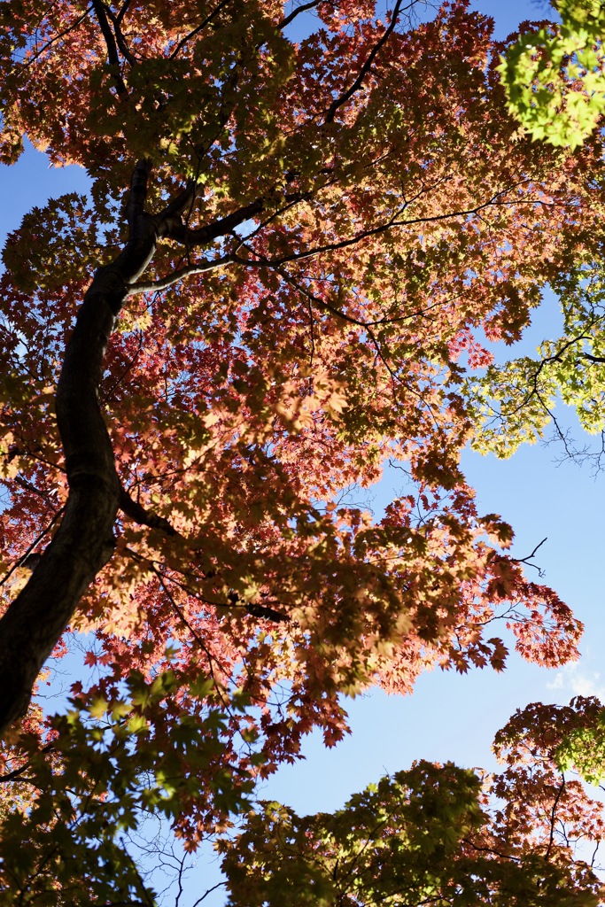 大通公園の紅葉