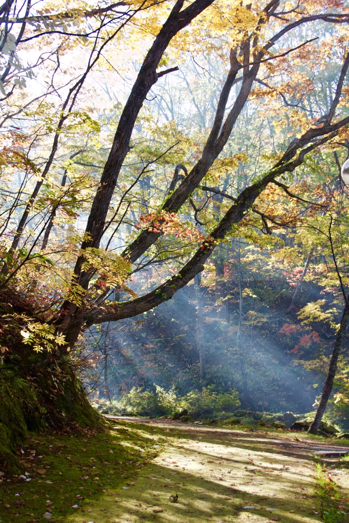 木と道と陽光と