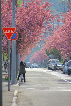 桜は止まって