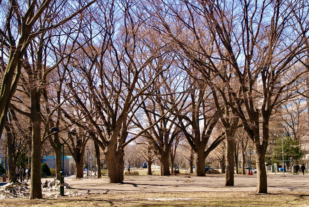 雪解け後新緑前の大通公園