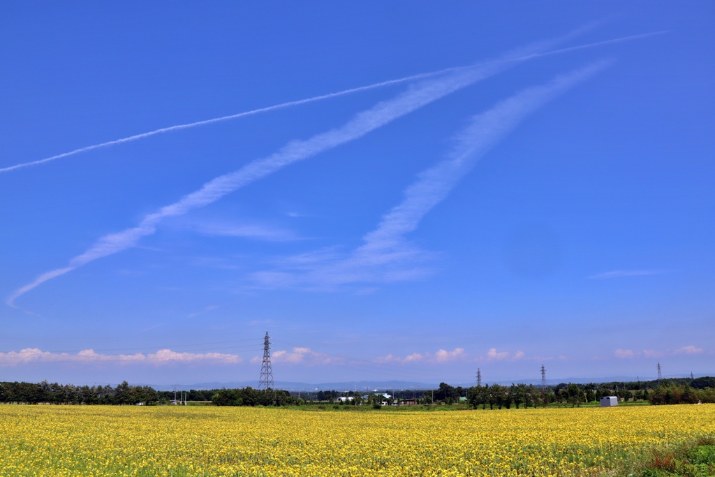 ひまわりと飛行機雲