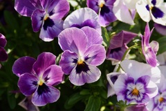 花壇その1
