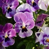 花壇その1