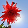 太陽越しで