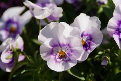 花壇その2