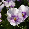 花壇その2