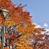 晩秋の紅葉