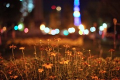 秋夜散歩 -終わりかけの花壇-