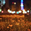 秋夜散歩 -終わりかけの花壇-