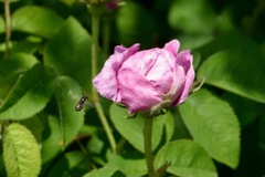 庭の花