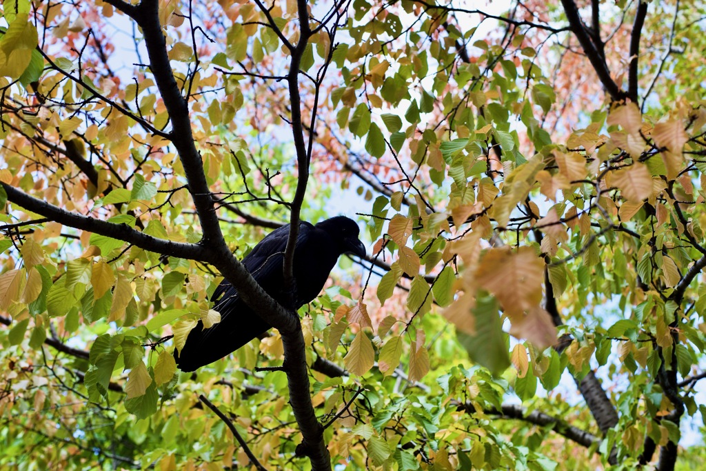 カラスの憂い